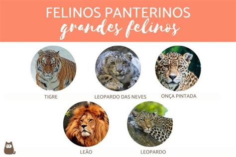O Que Significa Felino - Tipos de FELINOS - Características e exemplos (com fotos)