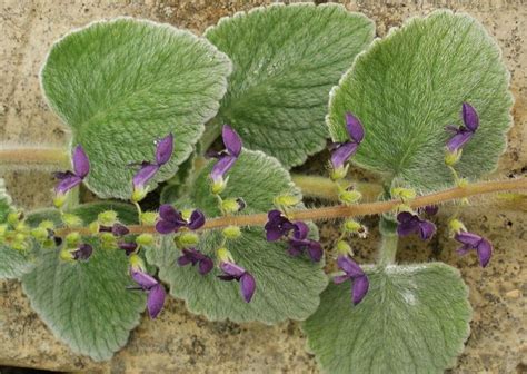 Planta care alungă țânțarii Plectranthus amboinicus sau țânțărica