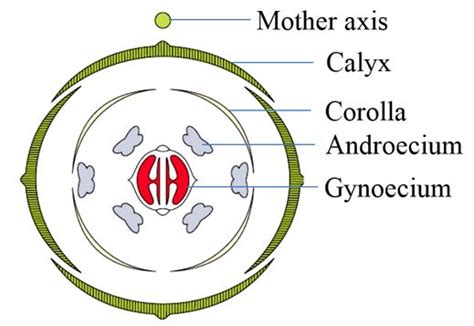 Morphology Of Flowering Plants Notes Class 11 Part 6 Plant Families