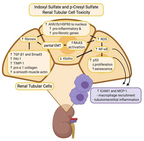 Toxins Free Full Text Uremic Toxins In The Progression Of Chronic