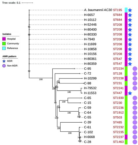 Phylogenetic Tree Using The Maximum Likelihood Method Based On The