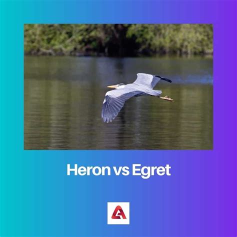 Difference Between Heron and Egret