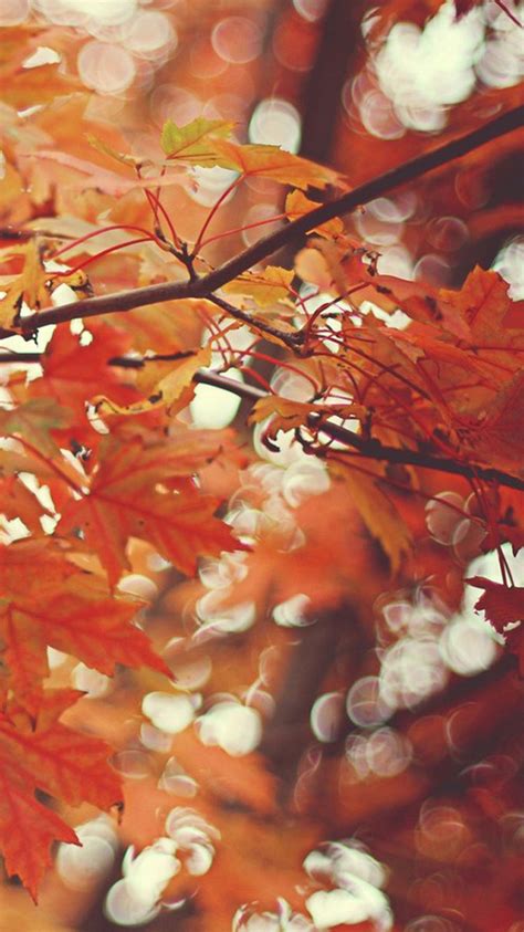 🔥 [50+] iPhone 6 Autumn Wallpapers | WallpaperSafari