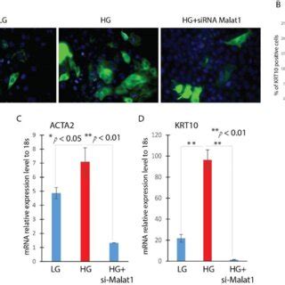 Knockdown Of Malat Attenuates The Hyperglycemia Induced Emt In Hacat