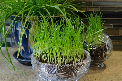 How to Grow Grass Indoors | Gardener’s Path