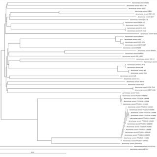 Phylogenetic Tree Analysis Based On The Core Genomes Of A Veronii