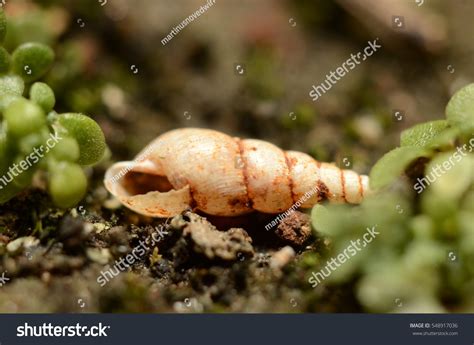 Snail Cone Stock Photo 548917036 : Shutterstock