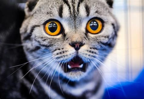 Premium Photo Cute Shocked Cat