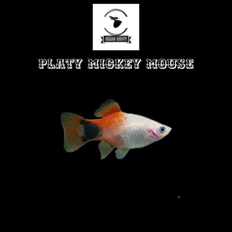 Jual Ikan Platy Mickey Mouse Shopee Indonesia