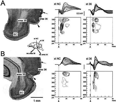 Typical Fi Eld Potential Pro Fi Les And Csd Contour Plot Recorded In Download Scientific