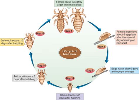 Pediculosis Capitis Life Cycle