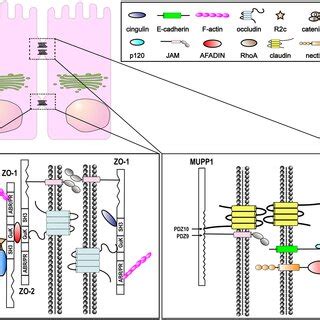 Structure Of Tight Junctions TJs In Epithelial And Endothelial Cells