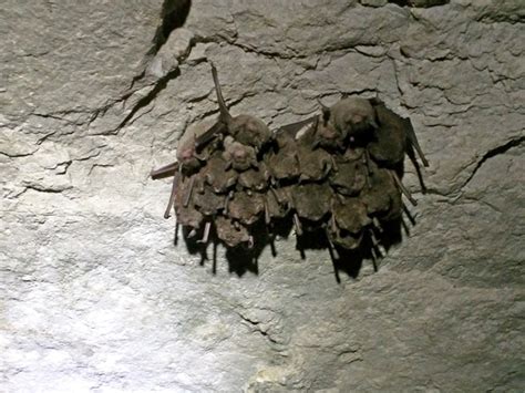 Bats: Endangered Species of Mammoth Cave (U.S. National Park Service)