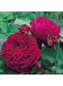 FALSTAFF Ausverse Very Fragrant David Austin Rosen Roses David