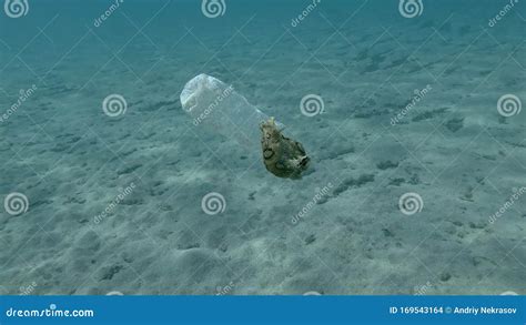 Plastic Pollution A Beautiful Nudibranch Sea Hare Crawls Along Plastic