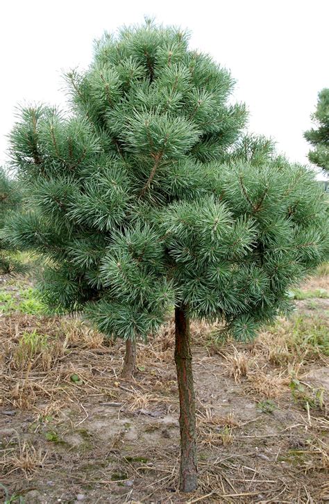 Sosna zwyczajna Pinus sylvestris Duże iglaki drzewka ozdobne Chechło