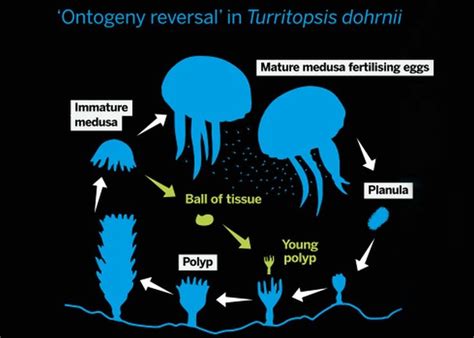 Meet the Only Immortal Animal on Planet Earth | Jellyfish species ...