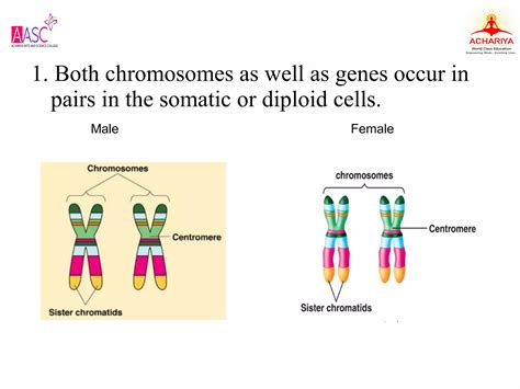 Chromosomal Theory Of Inheritance Ppt