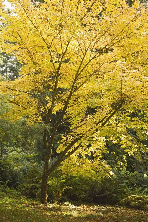 13 Beautiful Species Of Maple Trees