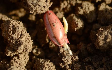 Quelques conseils avant les semis de céréales 2023 2024 en Auvergne