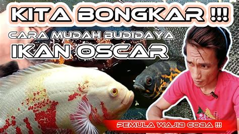 Kita Bongkar Cara Mudah Budidaya Ikan Oscar Youtube