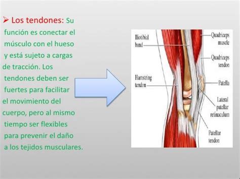 Nombres De Los Tendones De La Mano Con Im Genes