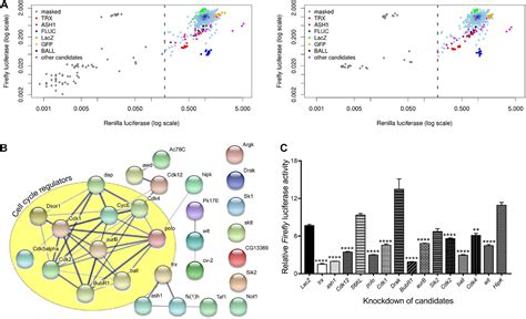 Frontiers Kinome Wide RNAi Screen Uncovers Role Of Ballchen In