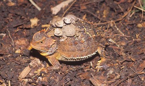 Greater Short Horned Lizard Alchetron The Free Social Encyclopedia