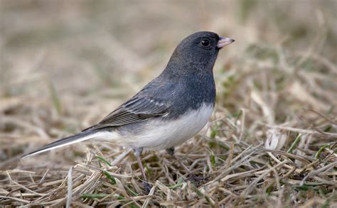 Dark-eyed-Junco – Prairie Garden Trust