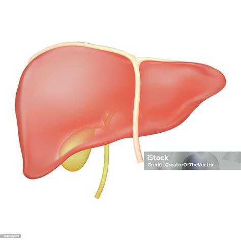 Ilustrasi Vektor Stok Kantong Empedu Hati Dan Anatomi Ligamen Hati