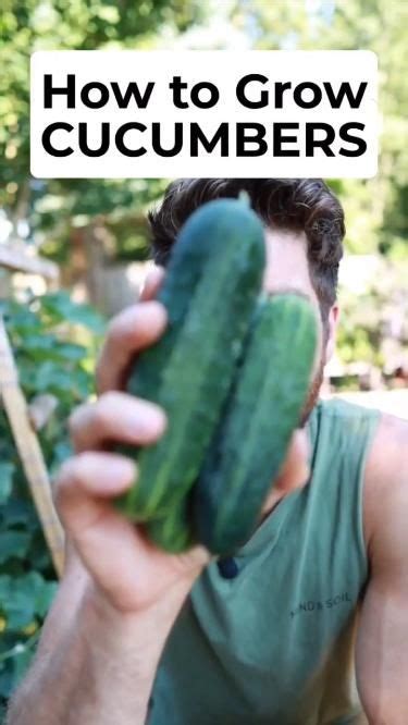 How To Prune And Trellis Cucumbers Artofit