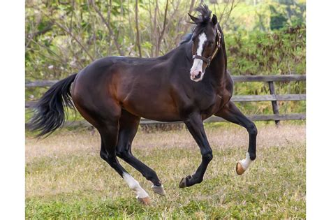 Breeding Basics: Understanding the Equine Pedigree