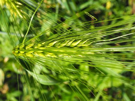 Fotos gratis árbol naturaleza césped rama campo cebada grano