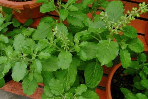 Ces 7 plantes vous protègeront des moustiques sur votre terrasse et