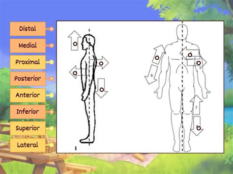 Anatomical directions - Labelled diagram