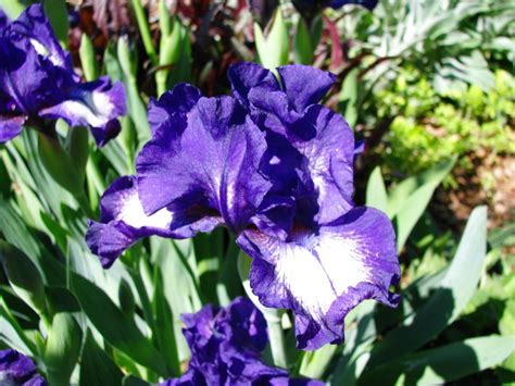 Purple Iris