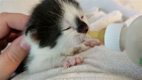 Bottle Feeding An Orphaned Kitten Youtube