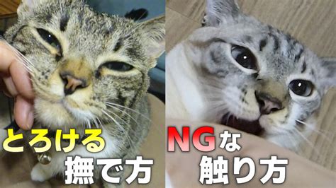 猫と仲良くなるコツ☆猫が喜ぶ撫で方と嫌がる触り方を部位別に解説【動画あり】 かれんともみじの「快適猫暮らし」