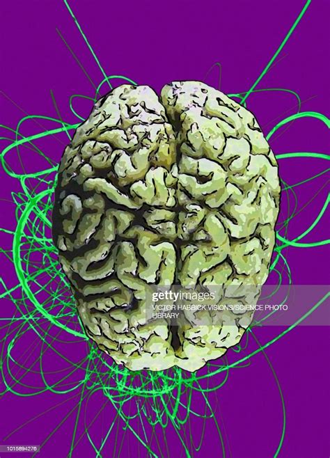 Human Brain Illustration High Res Vector Graphic Getty Images