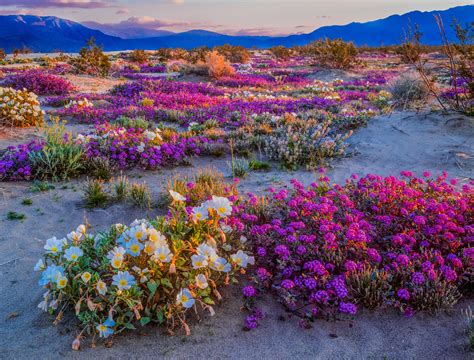 Wild Flower Super Bloom makes for a Super Scattering location - A Journey With Wings