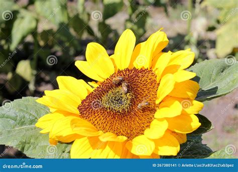 Bees Are Sunflower Hosts They Help Pollination So It Helps The Bees