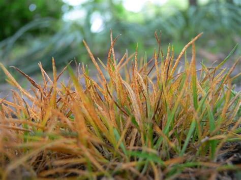 Rust Is Bust What Is Lawn Rust How To Deal With It