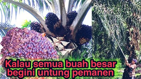 Panen Sawit Pokok Tinggi Dekat Jalan Buahnya Lebat Dan Besar Besar