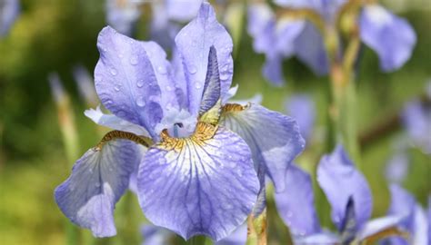 23 Complementary Companion Plants For Japanese Maples Rennie Orchards