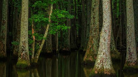 wallpaper  forest trees water nature flood full