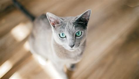 Giống mèo Nga mắt xanh - Russian Blue - Bệnh viện Thú Y Thi Thi TP HCM