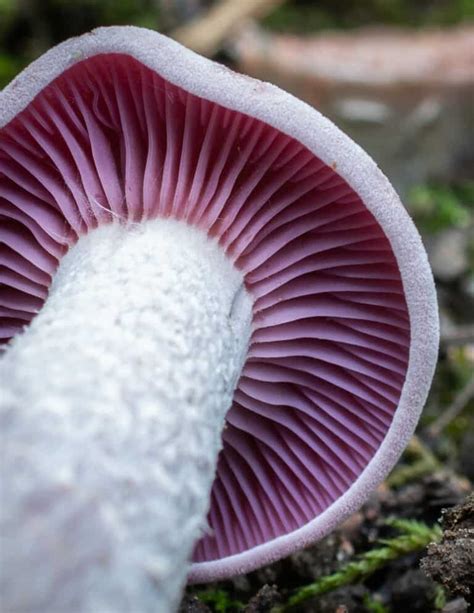 Purple Laccaria Mushrooms Laccaria Ochropurpurea