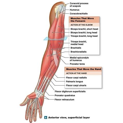 muscles  functions diagram
