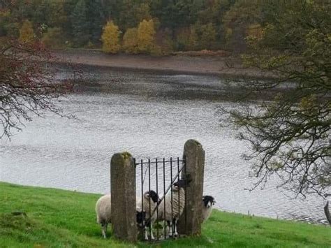 Sheep Gate Blank Template Imgflip