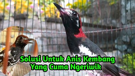 Solusi Anis Kembang Yang Cuma Ngeriwik Agar Cepat Ngeplong YouTube